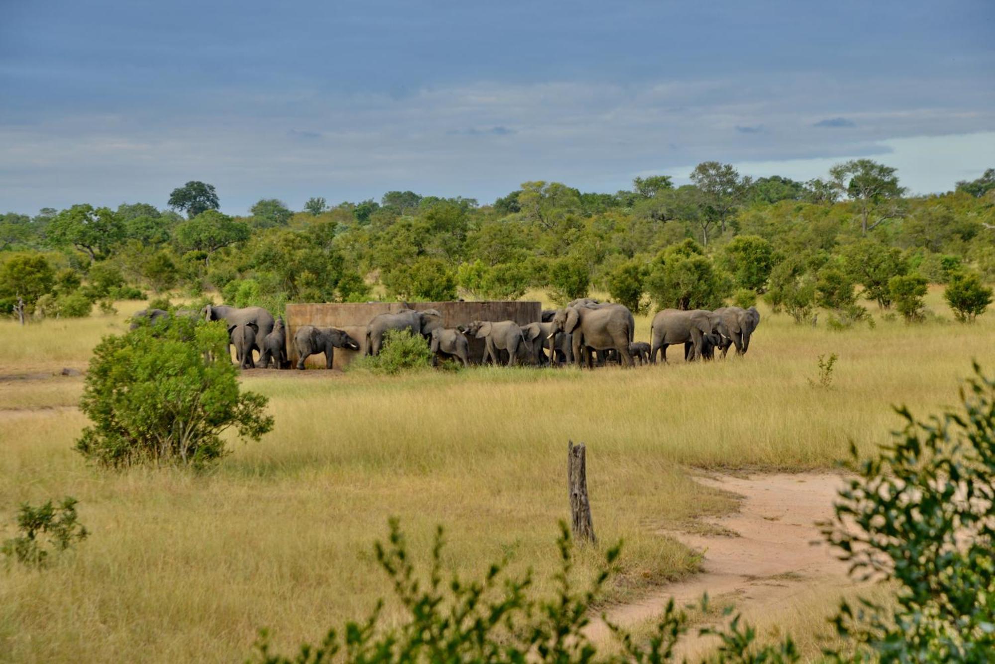 Rhino Walking Safaris Hotell Skukuza Eksteriør bilde