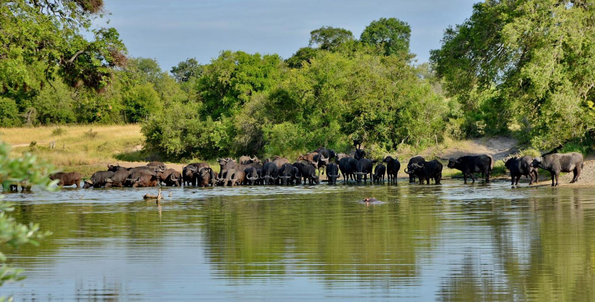 Rhino Walking Safaris Hotell Skukuza Eksteriør bilde