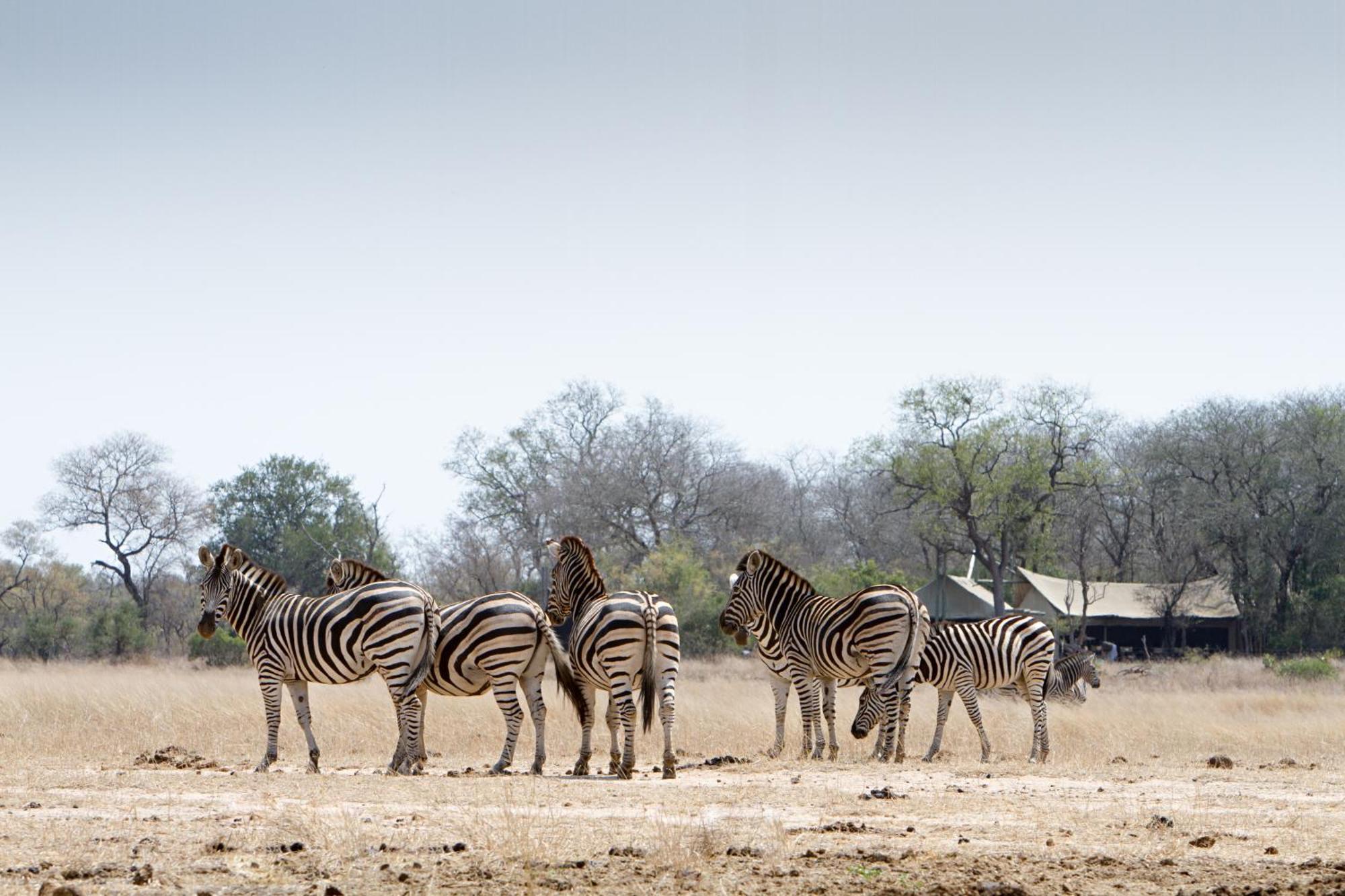 Rhino Walking Safaris Hotell Skukuza Eksteriør bilde