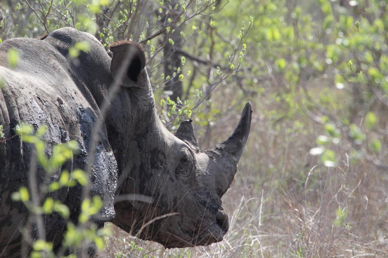 Rhino Walking Safaris Hotell Skukuza Eksteriør bilde